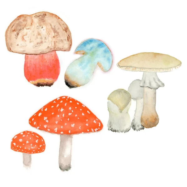 Aquarell Set Giftiger Pilze Realistische Zeichnungen Von Pilzen Für Veröffentlichungen — Stockfoto