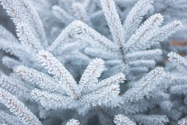 Karda köknar iğneleri, kış ormanı, köknar ağacı dalları donmuş buzullarda çam iğneleri, kışın vahşi yaşam..