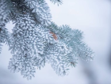 Karda köknar iğneleri, kış ormanı, köknar ağacı dalları donmuş buzullarda çam iğneleri, kışın vahşi yaşam..