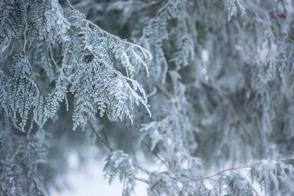 Pequeñas Agujas Árbol Coníferas Nieve Primer Plano Bosque Invierno Ramas —  Fotos de Stock