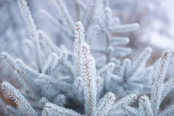 Tannennadeln Schnee Winterwald Tannennadeln Gefrorenen Raureif Wildtiere Winter — Stockfoto