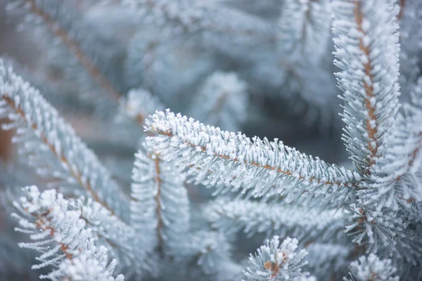 Tannennadeln Schnee Winterwald Tannennadeln Gefrorenen Raureif Wildtiere Winter — Stockfoto