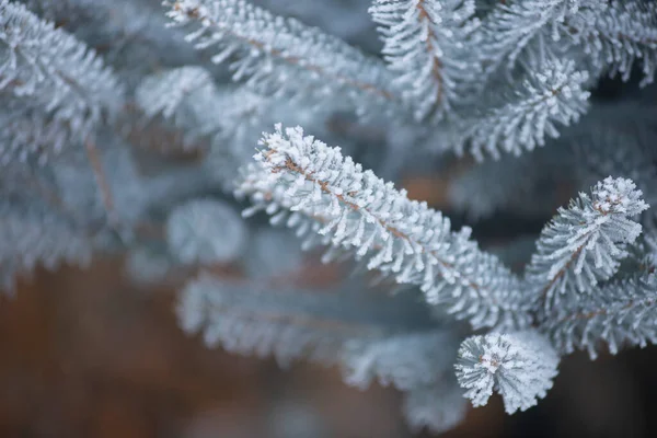 얼어붙은 서리에 솔잎이 전나무 겨울에는 — 스톡 사진