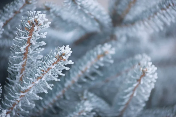 Fenyő Tűk Hóban Téli Erdő Fenyő Ágak Fenyő Tűlevelekkel Fagyasztott — Stock Fotó