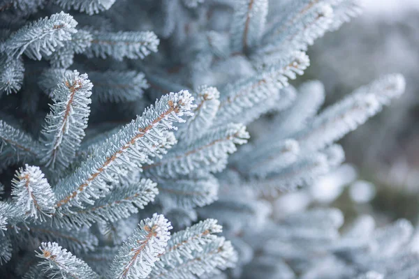 Tannennadeln Schnee Winterwald Tannennadeln Gefrorenen Raureif Wildtiere Winter — Stockfoto