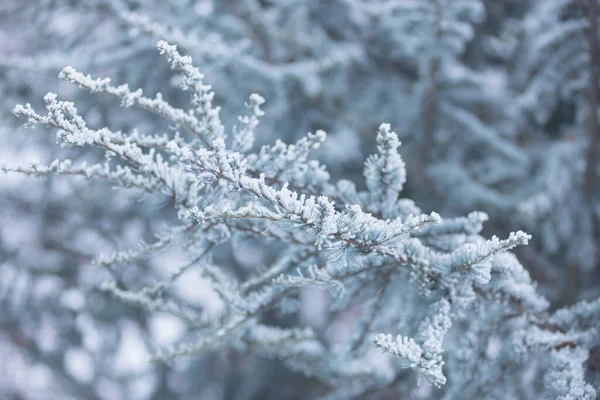 Pequenas Agulhas Uma Árvore Conífera Neve Close Floresta Inverno Ramos — Fotografia de Stock