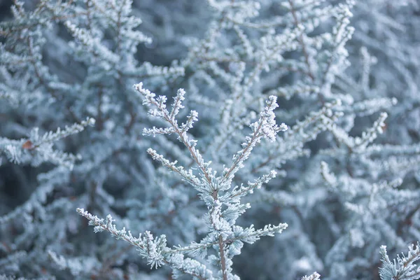 Pequenas Agulhas Uma Árvore Conífera Neve Close Floresta Inverno Ramos — Fotografia de Stock