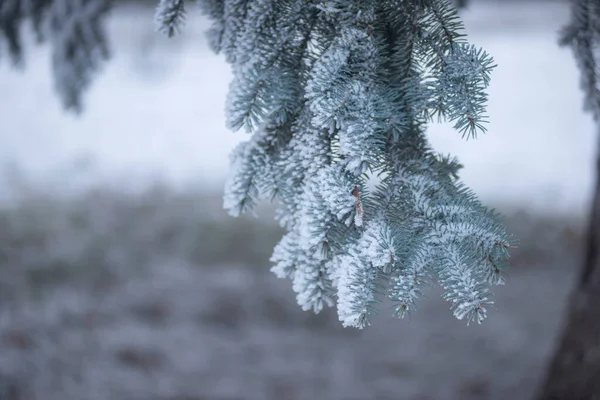 Agulhas Abeto Neve Floresta Inverno Ramos Abeto Com Agulhas Pinheiro — Fotografia de Stock