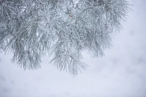 Agujas Abeto Largo Nieve Cerca Bosque Invierno Ramas Abeto Con —  Fotos de Stock