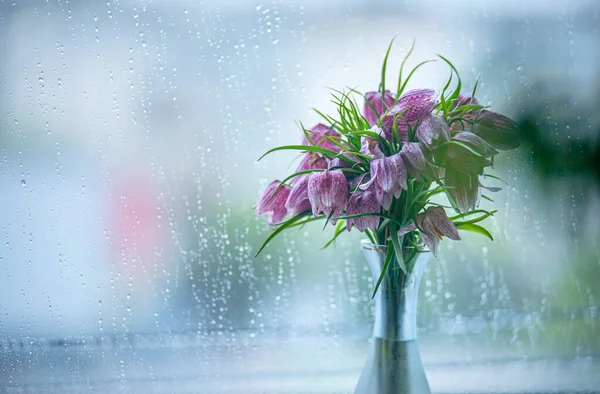 bouquet of wild purple tulips in a vase on the window, vanishing wild chess flower on the background of a rainy window, garden tulip (Tulips geriatrician) in a vase