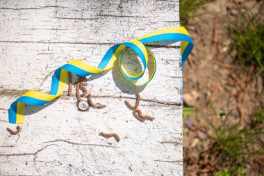 Tahta beyaz bir yüzey üzerinde sarı ve mavi kurdele, arka plan vatansever Ukrayna 'nın fotokopi alanı görüntüsü, Ukrayna bayrağının renkleri cesaret, özgürlük ve bağımsızlık mücadelesinin sembolü..
