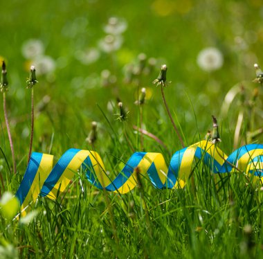 Sarı-mavi vatansever kurdele yeşil çimlerde karahindibalar, Ukrayna vatansever imajı, Ukrayna bayrağının renkleri cesaret, özgürlük ve bağımsızlık mücadelesinin sembolü..