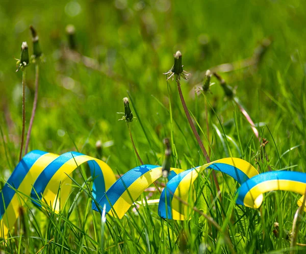 Sarı-mavi vatansever kurdele yeşil çimlerde karahindibalar, Ukrayna vatansever imajı, Ukrayna bayrağının renkleri cesaret, özgürlük ve bağımsızlık mücadelesinin sembolü..
