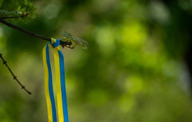 yellow-blue patriotic ribbon on a tree branch flutters in the wind, patriotic Ukrainian ribbon, colors of the flag of Ukraine as a symbol of courage, freedom and struggle for independence.