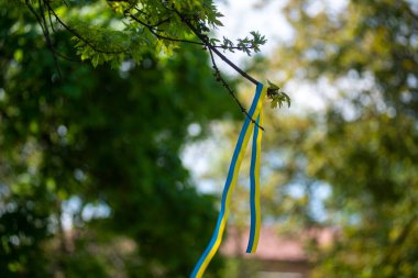 Sarı-mavi vatansever kurdele rüzgarda savruluyor, Ukrayna vatansever kurdelesi, Ukrayna bayrağının renkleri cesaret, özgürlük ve bağımsızlık mücadelesinin sembolü..