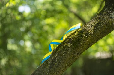 Bir ağaç gövdesinde sarı ve mavi vatansever kurdele, yeşil arka planda Ukrayna özgürlük kurdelesi, cesaret, özgürlük ve bağımsızlık mücadelesinin sembolü olarak Ukrayna bayrağının renkleri