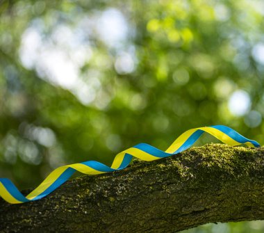 Bir ağaç gövdesinde sarı ve mavi vatansever kurdele, yeşil arka planda Ukrayna özgürlük kurdelesi, cesaret, özgürlük ve bağımsızlık mücadelesinin sembolü olarak Ukrayna bayrağının renkleri