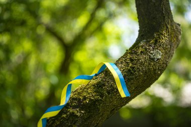 Bir ağaç gövdesinde sarı ve mavi vatansever kurdele, yeşil arka planda Ukrayna özgürlük kurdelesi, cesaret, özgürlük ve bağımsızlık mücadelesinin sembolü olarak Ukrayna bayrağının renkleri