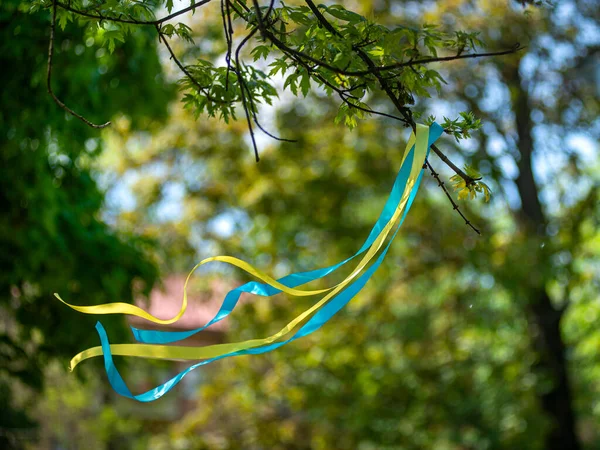 Sarı-mavi vatansever kurdele rüzgarda savruluyor, Ukrayna vatansever kurdelesi, Ukrayna bayrağının renkleri cesaret, özgürlük ve bağımsızlık mücadelesinin sembolü..