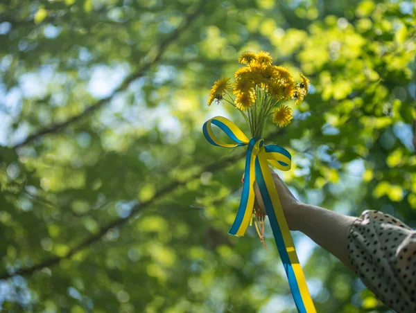 Sarı-mavi karahindiba demetinde vatansever kurdele, Ukrayna 'nın güneşte çiçekli kurdelesi, Ukrayna bayrağının renkleri cesaret, özgürlük ve bağımsızlığın sembolü..