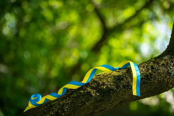 Yeşil arka planda Ukrayna özgürlük kurdelesi, ağaç gövdesinde sarı ve mavi vatansever kurdele, Ukrayna bayrağının renkleri cesaret, özgürlük ve bağımsızlık mücadelesinin sembolü..