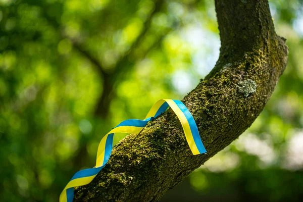 Bir ağaç gövdesinde sarı ve mavi vatansever kurdele, yeşil arka planda Ukrayna özgürlük kurdelesi, cesaret, özgürlük ve bağımsızlık mücadelesinin sembolü olarak Ukrayna bayrağının renkleri
