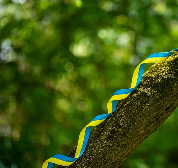 Yeşil arka planda Ukrayna özgürlük kurdelesi, ağaç gövdesinde sarı ve mavi vatansever kurdele, Ukrayna bayrağının renkleri cesaret, özgürlük ve bağımsızlık mücadelesinin sembolü..