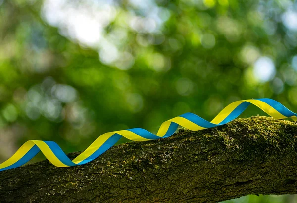Yeşil arka planda Ukrayna özgürlük kurdelesi, ağaç gövdesinde sarı ve mavi vatansever kurdele, Ukrayna bayrağının renkleri cesaret, özgürlük ve bağımsızlık mücadelesinin sembolü..