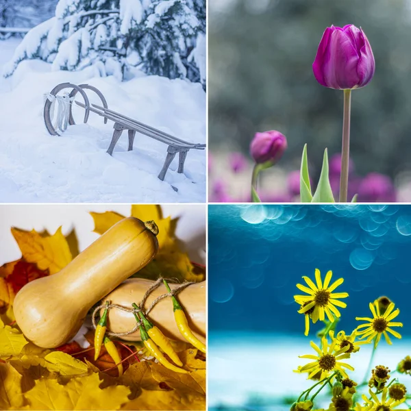 Vier Jahreszeiten Frühlingsblumen Schnee Gelber Kürbis Set Von Quadratischen Naturfotos — Stockfoto