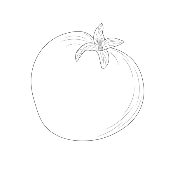 Contorno Tomate Estilo Dibujos Animados Contorno Tomate Para Colorear Aislado — Archivo Imágenes Vectoriales