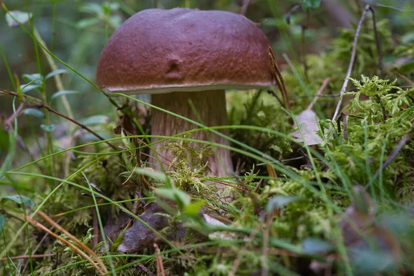 Bela Bandeira Cogumelo Boletus Edulis Incrível Musgo Verde Velhos Cogumelos — Fotografia de Stock