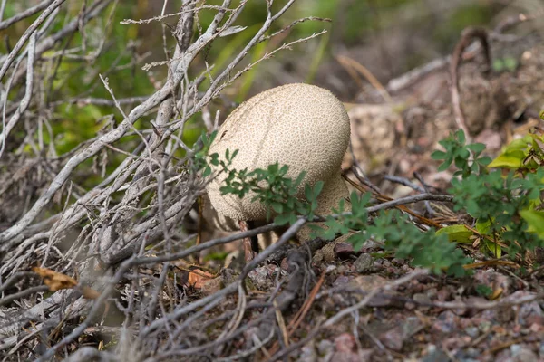 Lycoperdon Perlatum Popularnie Znany Jako Puffball Wyłaniający Się Lasu — Zdjęcie stockowe