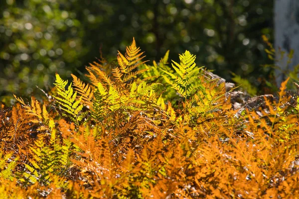 Herbstliche Farben Leuchtend Orangefarbene Blätter Des Farns Bei Regenwetter Goldener — Stockfoto
