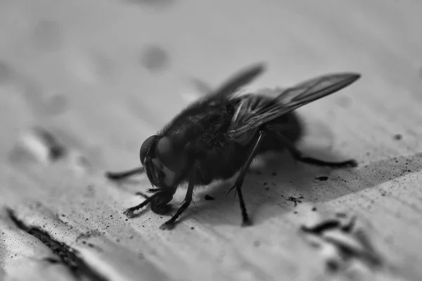 Voler Sur Une Table Fermer Noir Blanc — Photo