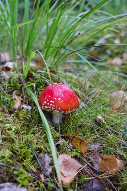moss, sinek agaric mantarı