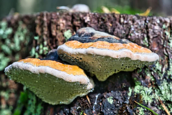 Pilz Zunder Mit Dem Lateinischen Namen Fomitopsis Pinicola Herbstlichen Wald — Stockfoto