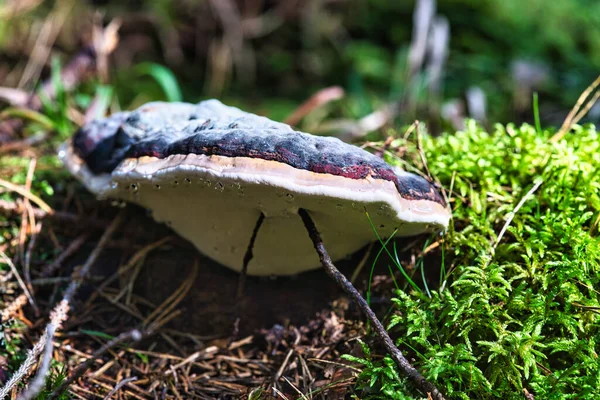 Mushroom Tinder Latin Name Fomitopsis Pinicola Autumn Forest — Stock Photo, Image