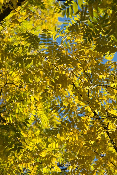 Ein Selektiver Soft Focus Bäume Mit Leuchtend Bunten Blättern Vor — Stockfoto