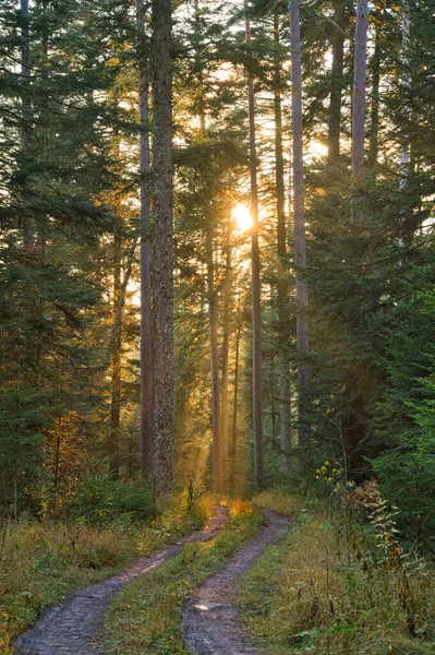 Forêt Silencieuse Automne Avec Beaux Rayons Soleil Brillants — Photo