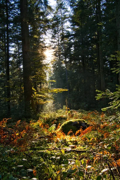 Forêt Silencieuse Automne Avec Beaux Rayons Soleil Brillants — Photo