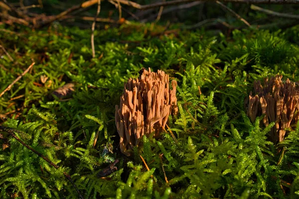 珊瑚蘑菇被称为Ramaria Formosa特写 美丽的森林背景 — 图库照片