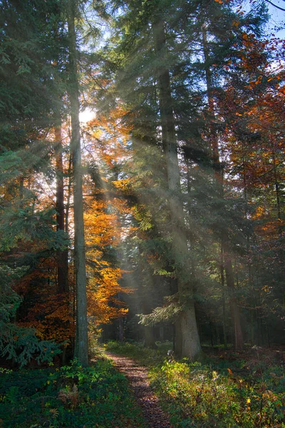 Forêt Silencieuse Automne Avec Beaux Rayons Soleil Brillants — Photo