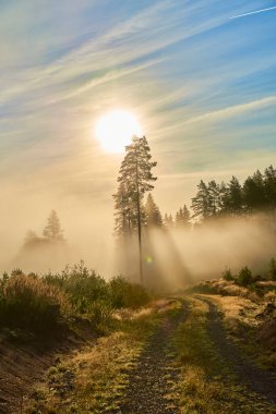 Sabah sisinde parlak altın portakal ve çam ağacı ormanlarında sis.