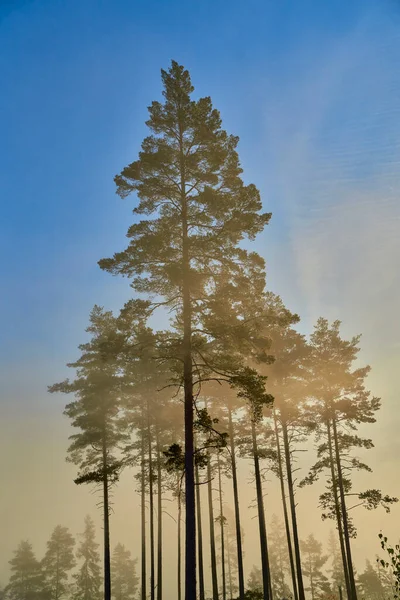 Światło Słoneczne Świecące Złotą Pomarańczą Porannej Mgle Mgle Sosnowym Lesie — Zdjęcie stockowe