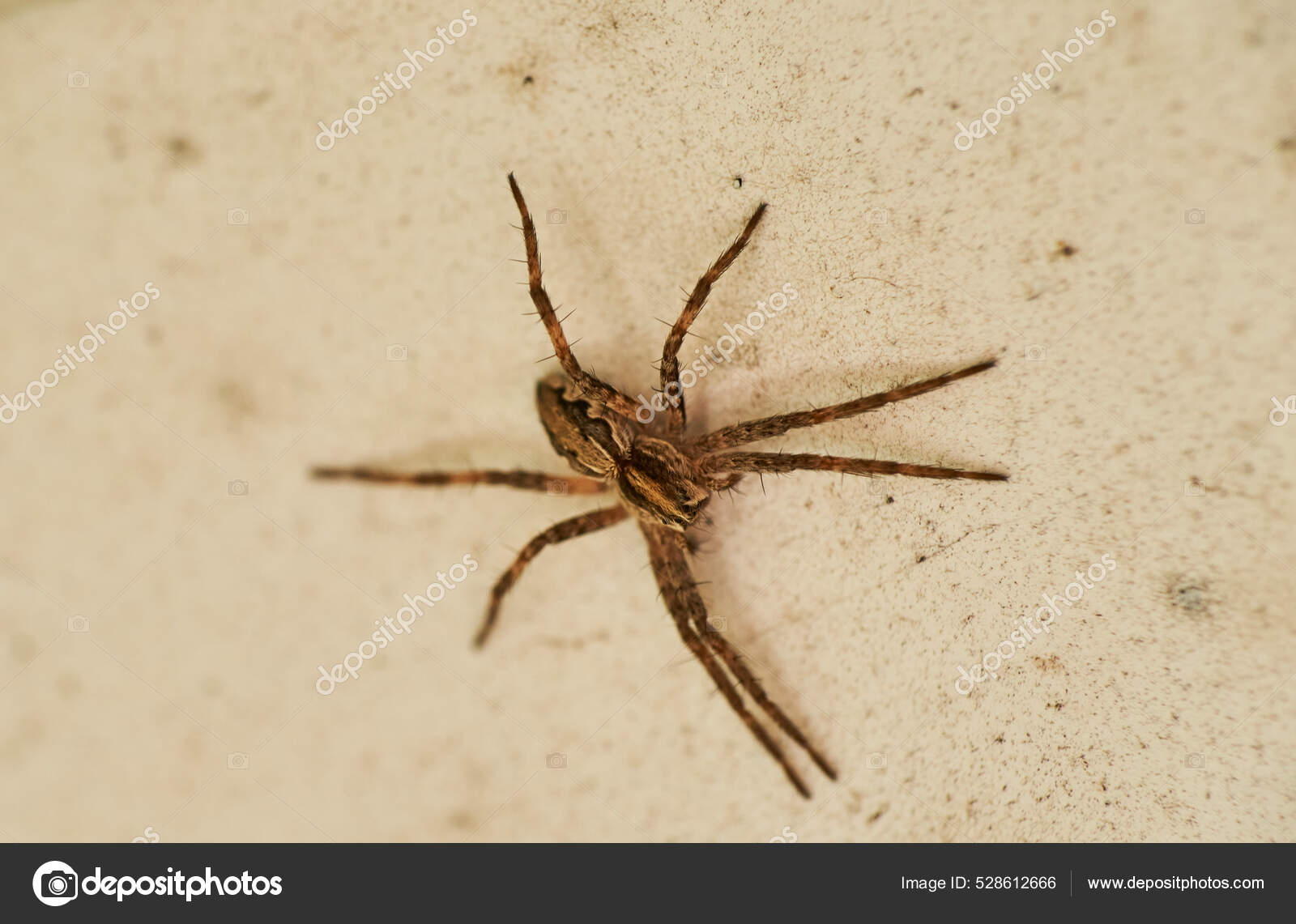 Zoropsis Spinimana Edderkopp Familien Til Zoropsidae Ser Som