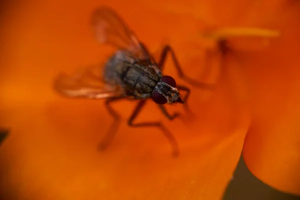 Une Mouche Domestique Commune Musca Domestica Sur Une Macro Feuille — Photo