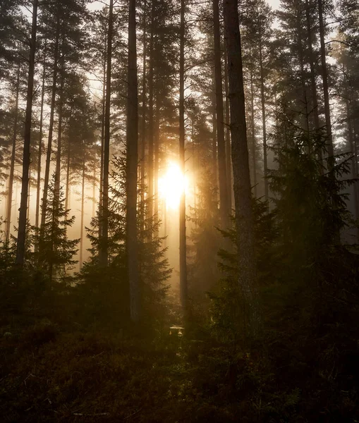 Światło Słoneczne Świecące Złotą Pomarańczą Porannej Mgle Mgle Sosnowym Lesie — Zdjęcie stockowe