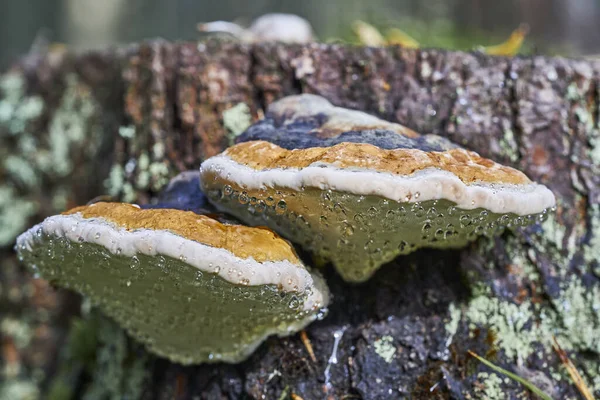 Pilz Zunder Mit Dem Lateinischen Namen Fomitopsis Pinicola Herbstlichen Wald — Stockfoto
