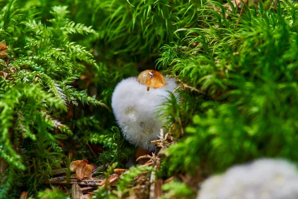 Champignonknutselaar Met Latijnse Naam Fomitopsis Pinicola Het Herfstbos — Stockfoto