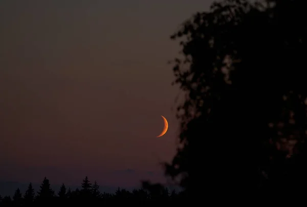 Κόκκινο ηλιοβασίλεμα και νέο φεγγάρι σε έναν όμορφο ουρανό. Όμορφο φόντο με ένα δέντρο σε πρώτο πλάνο — Φωτογραφία Αρχείου